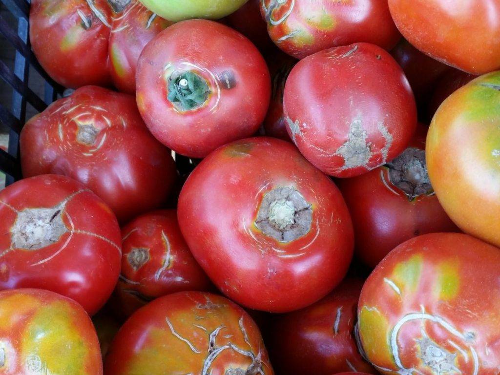 pomodori rovinati